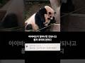 아이바오가 일어나면 안되냐고 묻자 루이의 한마디 #SHORTS