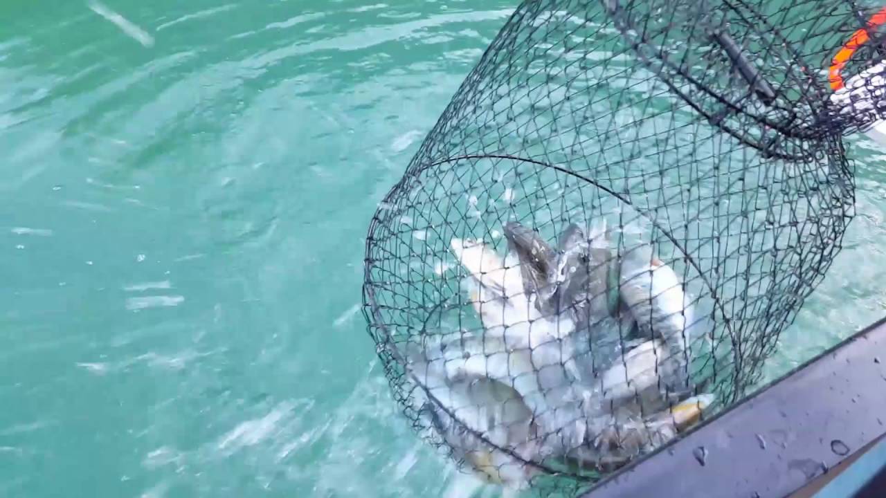 Fish Basket 