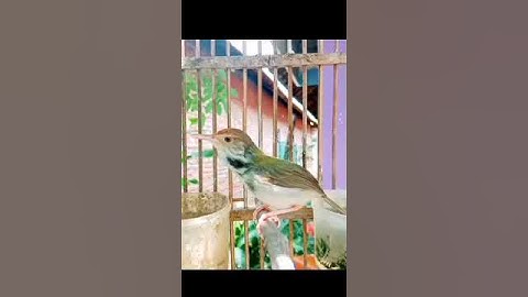 prenjak lumut gacor#prenjaklumutgacor #shorts