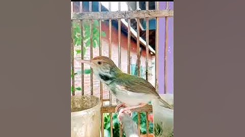 prenjak lumut gacor#prenjaklumutgacor #shorts