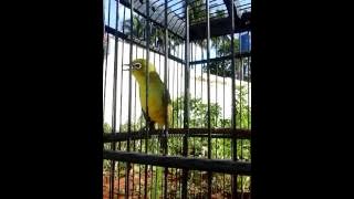 Pleci isian blackthroat