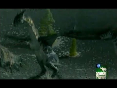 Dragons: a fantasy made real (Animal Planet version)