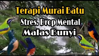 TERAPI MURAI BATU , STRES..DROP MENTAL ,MALAS BUNYI,,AGAR BUNYI KEMBALI,,BANGKIT LAGI MENTAL NYA