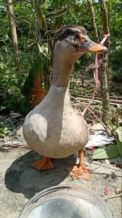 Pak pak duck