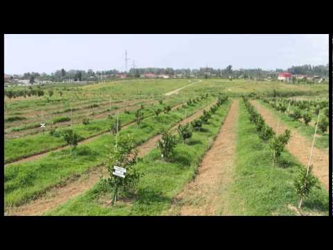 #11 ლიმონის მოვლა