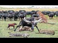 OMG! Angry Mother Buffalo Knock Down Leopard Insanely To Save Poor Baby Buffalo► Zebra, Wildebeest