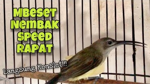 Masteran Pijantung Pisang Konslet Gacor Mbeset Nembak Durasi Panjang Suara Jernih | Kicau Tembak