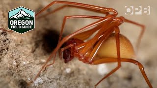 Oregon Caver Finds New Spider Species
