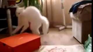 кот ходит на задних лапах кот ходит на задних лапах