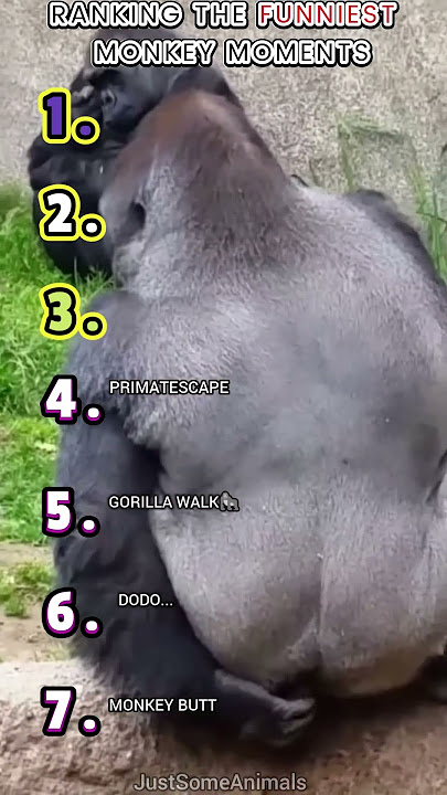 🐒RANKING THE FUNNIEST MONKEY MOMENTS🐒