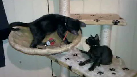 Video 11792681: bengal kittens playing