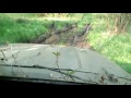 УАЗ 469 в грязь!! :)