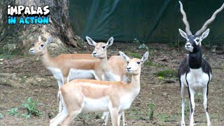 Great Impala In Action