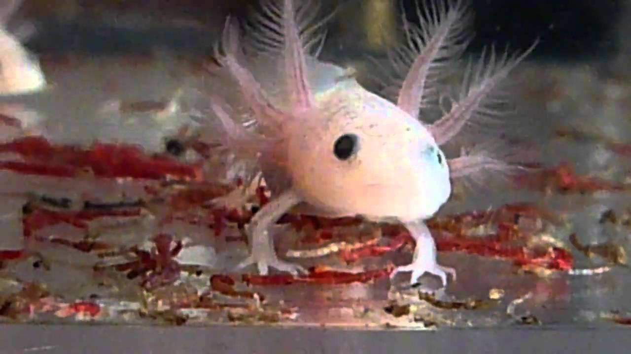 Axolotl Babys - YouTube