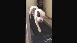 Scottsdale dog training in home dog training "k9katelynn" teaches patches ( pit bull mix) treadmill! 