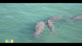 Manatees Return to South Florida (Package)
