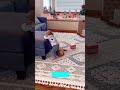 Home Cat learns new trick - Cat Channel 😺 Smile Now!