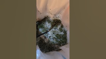 Bubble hash first attempt? @humboldtseedcompany