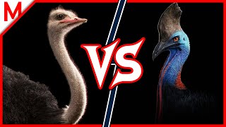 20💥Ostrich vs Cassowary | + African vs Asian Elephant winner by M from aniMals 195,962 views 4 years ago 8 minutes, 26 seconds