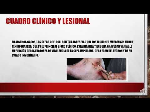 Video: Por Qué Los Cerdos Se Apoderarán Del Mundo - Veterinario Diario