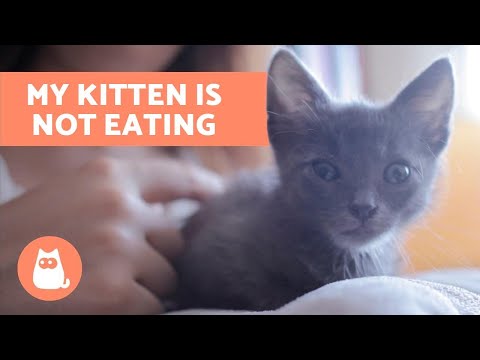 why-is-my-kitten-not-eating?---how-to-stimulate-appetite