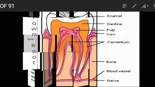 Dental Anatomy Practical part 1