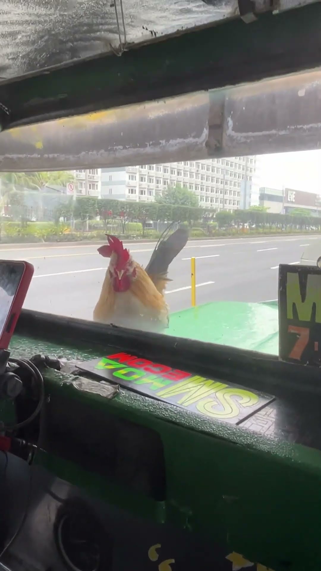 Chicken Finds New Way To Cross Road || ViralHog