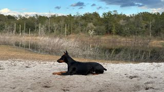 Doberman and Blue Heron by Dogmata 619 views 4 months ago 39 seconds