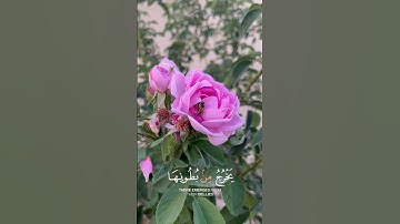 و اوحى ربك إلى النحل #قرآن #تلاوة_خاشعة #اكتب_شي_تؤجر_عليه #اكسبلور #اجر_لي_ولك