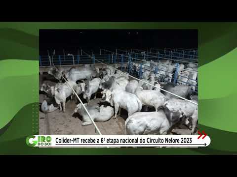 COLÍDER (MT) RECEBE A 6ª ETAPA NACIONAL DO CIRCUITO NELORE DE QUALIDADE COM MAIS DE 500 ANIMAIS