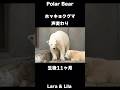 こんなに変わる!?ホッキョクグマこぐまの成長記録 #polarbear #ホッキョクグマ #shorts