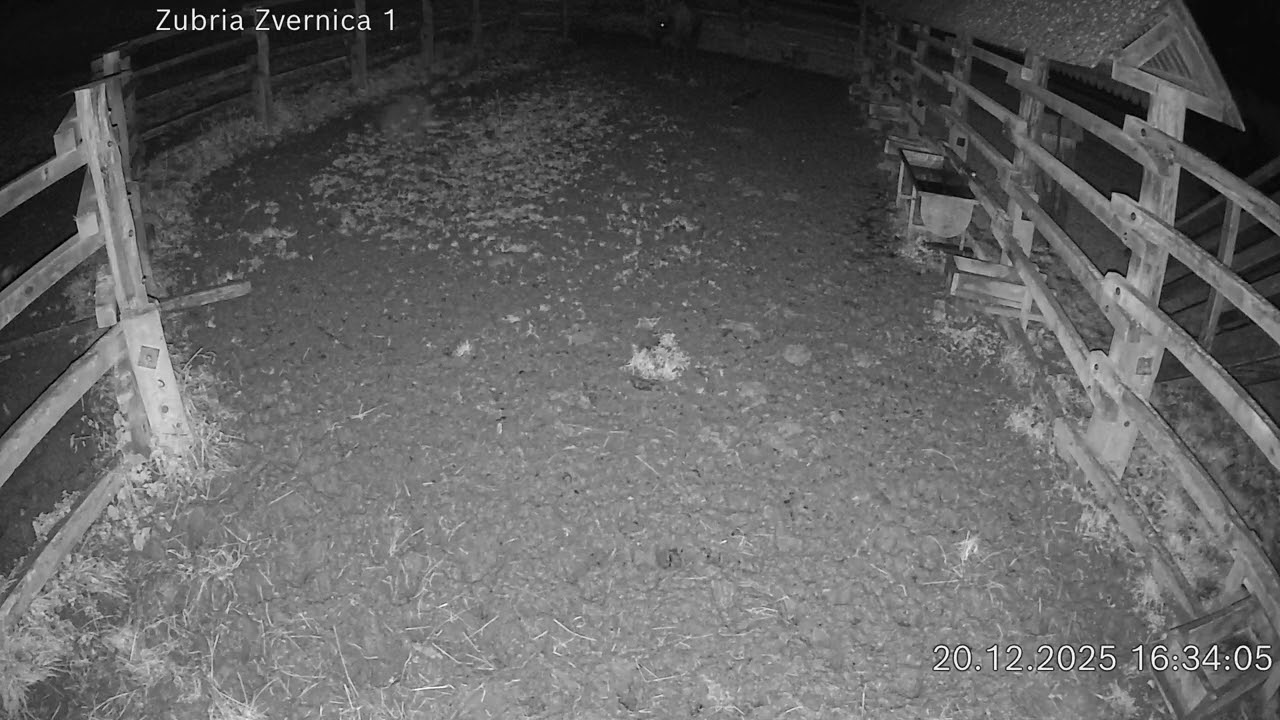 Zubria zvernica (cam212) 20.12.2025 o 16:37