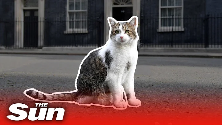 Larry the Downing Street cats best moments