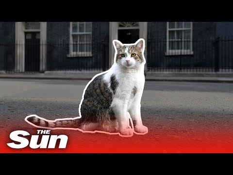 Vídeo: Feliç Com Larry: New Downing St. Cat Per Lluitar Contra Les Rates