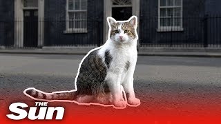 Larry the Downing Street cat’s best moments