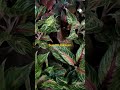 #nightview #aglonima #trending #mustwatch #rareplants #freeplants.