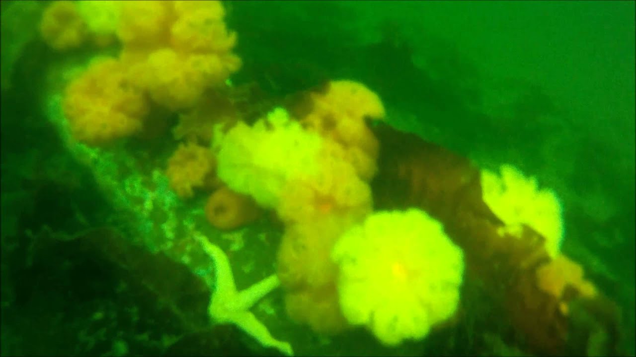 Sunnyside Dive YouTube