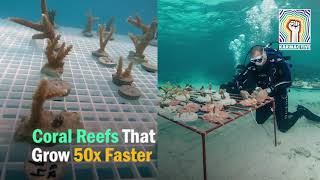 Coral Reefs That Grow 50x Faster