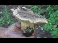 Mushroom hunting Настоящая грибная охота