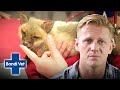 Orphaned Baby Fox Cub needs life saving surgery! | Full Episode | E42 | Bondi Vet