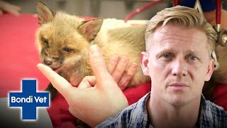 Orphaned Baby Fox Cub needs life saving surgery! | Full Episode | E42 | Bondi Vet