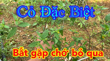 Cỏ Đặc Biệt, Khi Gặp Chớ Bỏ Qua | CTVC
