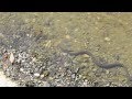 Змеи в реке Восточный Дагомыс