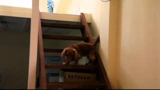 dachshund going up stairs