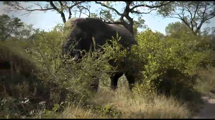 James Suter and an Elephant Bull