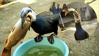 Great cormorant Birds. Eat big fish [ Review Birds News ]