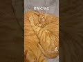 きなとなこ