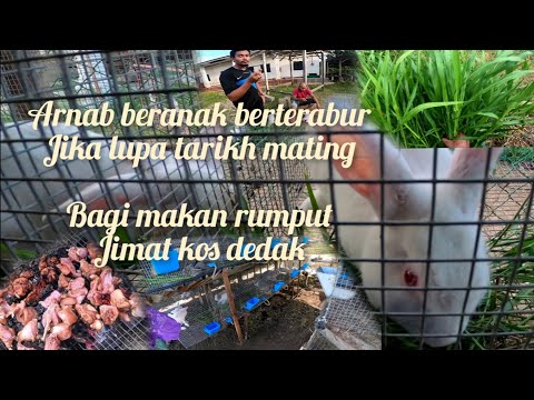 Video: Bagaimana Arnab Dikaitkan Dengan Paskah