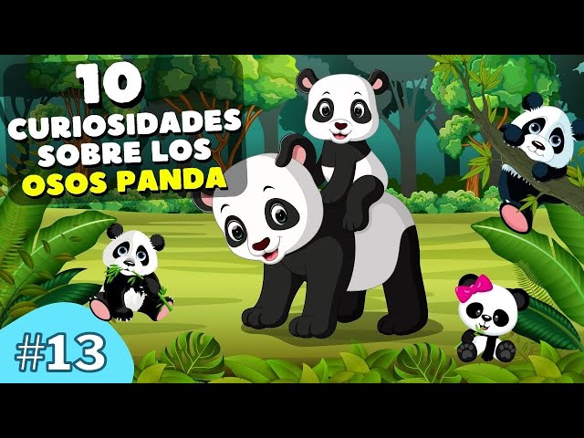 12 Curiosidades del Oso Panda que te van a encantar 🐼💕