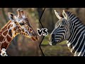 Giraffe vs zebra  who would win in a fight